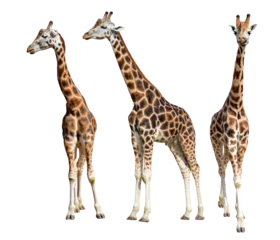 Fototapeten Rothschild's giraffe (Giraffa camelopardalis rothschildi)  isolated on transparent background, PNG. © vencav