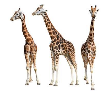 Rothschild's giraffe (Giraffa camelopardalis rothschildi)  isolated on transparent background, PNG.