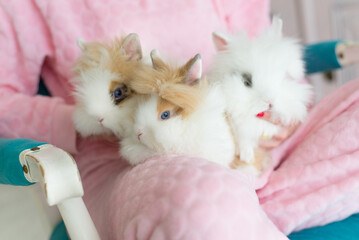 Pet rabbits sitting in the lap of the young woman wearing pajamas in the morning