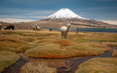 lake in the chilean altiplano with llamas