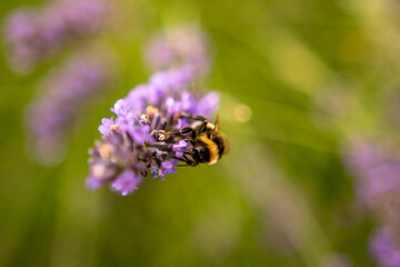 bee on lavender