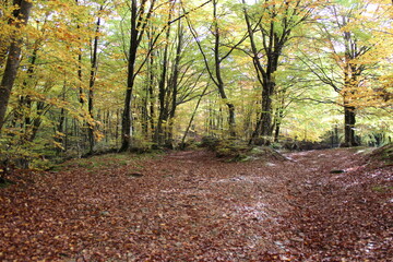 Sottobosco autunnale