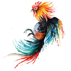 Fighting cock painted with watercolor.Chicken big cock illustration.Local sports in rural areas in Thailand. © joy8046