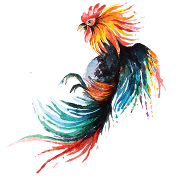 Fighting cock painted with watercolor.Chicken big cock illustration.Local sports in rural areas in Thailand.