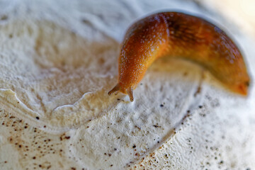 Slug, or land slug on the Puffball mushroom. Natural scene from Wisconsin.