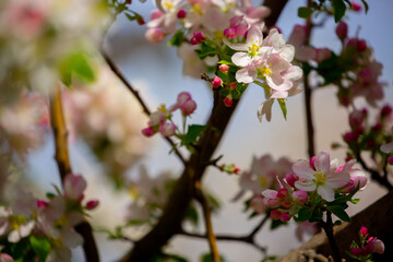 Spring blooming sakura trees. Pink flowers Sakura Spring landscape with blooming pink tree. Beautiful sakura garden on a sunny day.Beautiful concept of romance and love with delicate flowers.