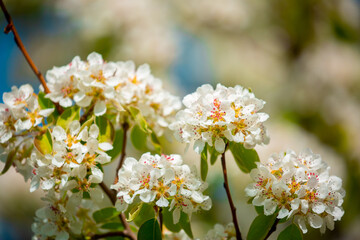 White flowers bloom in the trees. Spring landscape with blooming sakura tree. Beautiful blooming garden on a sunny day. Copy space for text.
