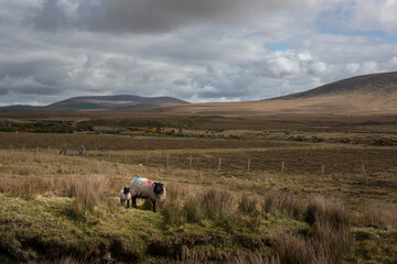 Sheep grazing in the impressive landscape of the vast and remote peatlands at the edge of Wild...