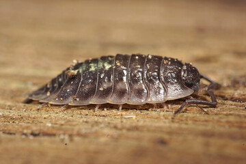 Closeup on the Common shiny woodlouse, Oniscus asellus