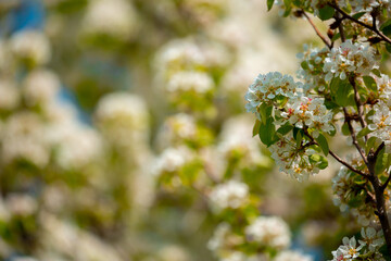White flowers bloom in the trees. Spring landscape with blooming sakura tree. Beautiful blooming garden on a sunny day. Copy space for text.