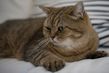 Noé le british short hair 3