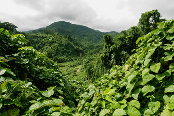 Jungle and mountains as seen from the dirt road across the Southern part of Pentecost Island, on the way to Bunlap, an isolated kastom (custom) village in the South-East of Pentecost Island, Vanuatu - obrazy, fototapety, plakaty