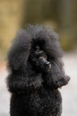 Black toy poodle dog breed