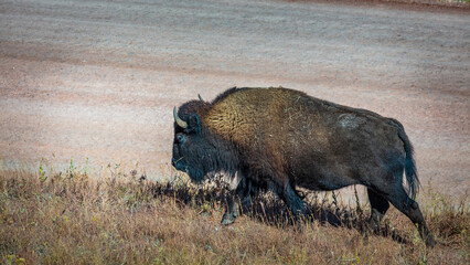 South Dakota-Custer State Park-Buffalo herd