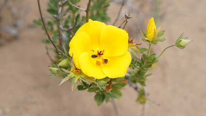 Flores del desierto