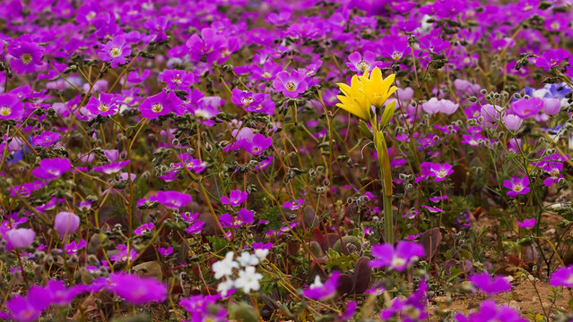 Flores del desierto