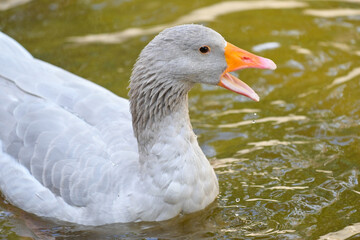 Graugans (Anser anser) schwimmt auf einem Teich im Wildpark in Schweinfurt, Franken, Bayern, Deutschland