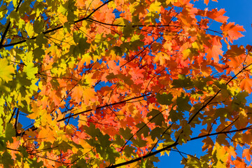 Vividly colored Maple leaves displaying autumn (fall) colors. Desktop Background use