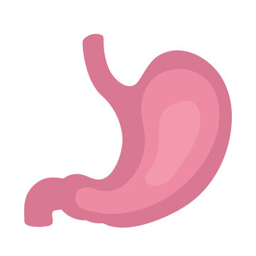 Vector human stomach icon isolated on white background