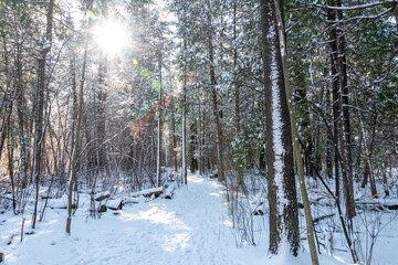 hiking trail through the forest in winter