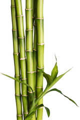 Many bamboo stalks  on background - obrazy, fototapety, plakaty