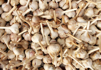 Garlic. Garlic harvest as a background image. 