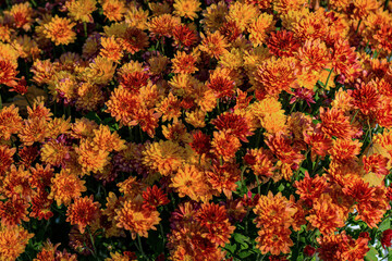 Marburg, unterwegs in Natur, feine Farben