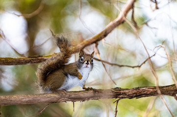 curious red squirrel looking at the camera