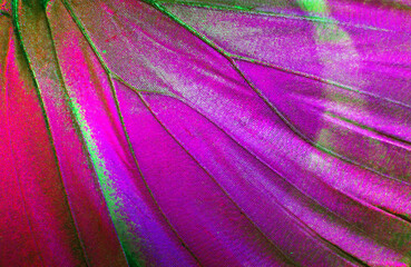 Bright purple butterfly wings. Butterfly wings texture background. Detail of morpho butterfly...