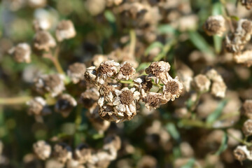 Sneezewort yarrow