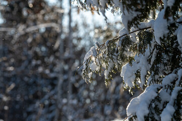 Snow on a coniferous tree in the sunlight