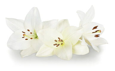 Fototapeta na wymiar White lilies on white background and buds