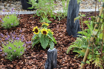Sonnenblumen im Lavendelfeld