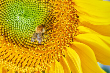 Bee collects nectar from sunflower.