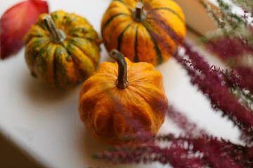 Pumpkins on windowsill at home, Halloween or Thanksgiving decoration