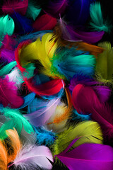 Background texture of brightly colored dyed bird feathers in the colors of the rainbow or spectrum in a random pile viewed from above in a full frame view