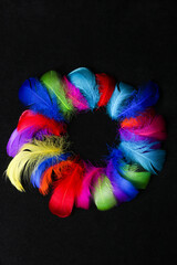 Black background texture of brightly colored dyed bird feathers frame in the colors of the rainbow or spectrum in a random pile viewed from above in a full frame view