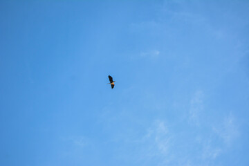 Obraz na płótnie Canvas from a distance a bird is seen crossing the clear blue sky.