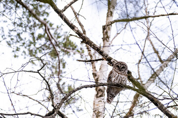 Barred owl in the forest