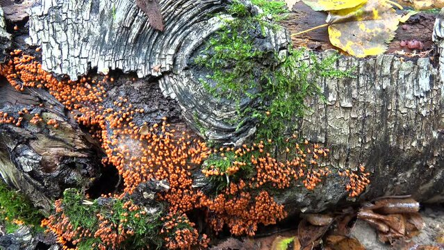 Trichia decipiens slime mould on a fallen tree trunk. 