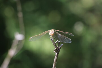 dragonfly on a branch