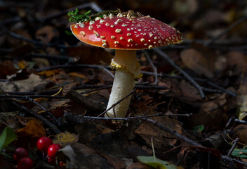 Fly Agaric Amanita muscaria in a woodland setting.