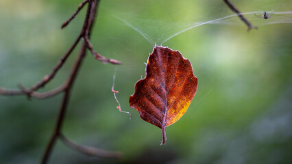Withered leave caught in a spider web