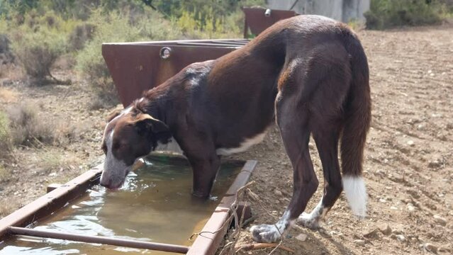 Perro bebiendo agua en bebedor y ba&ntilde;&aacute;ndose, sed de los perros, calor. Animal dom&eacute;stico en el campo