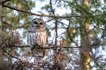 Barred owl in the forest