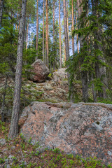Big grey granite stone in the pine forest in the Repovesi National park, Finland

