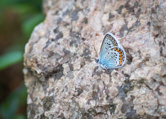 Closeup of blue butterfly (idas blue or silver-studded blue male or Reverdin's blue) perched on grey granite stone