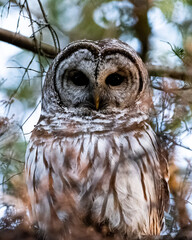 Closeup of a barred owl in the forest