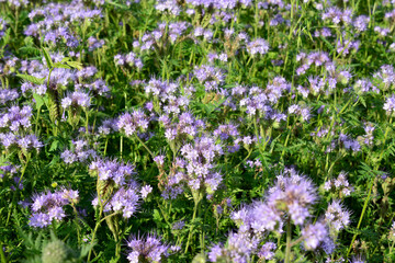 Obraz na płótnie Canvas field of purple flowers with honey bees collecting nectar
