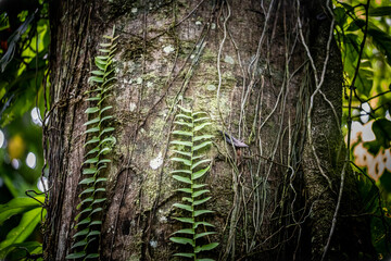 Jungle fauna